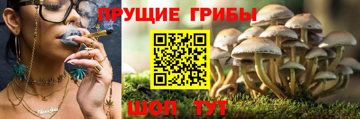 Псилоцибиновые грибы GOLDEN TEACHER Дубна